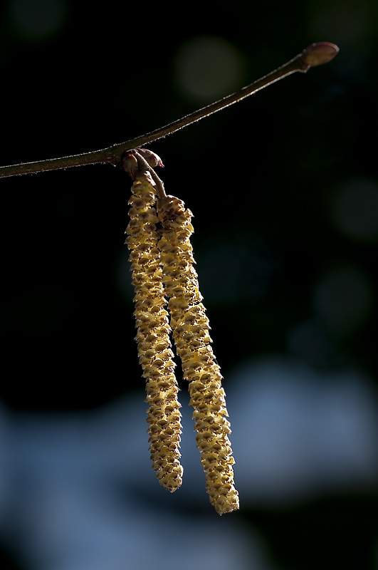 D33_2572-Winter.jpg   26.04.jpg